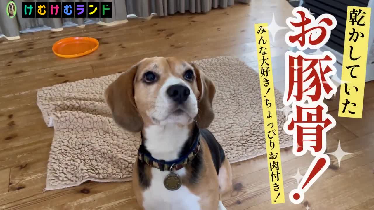 ビーグル犬に贈る 豚骨の誘惑...!