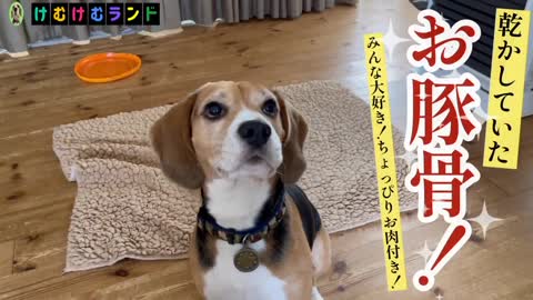 ビーグル犬に贈る 豚骨の誘惑...！