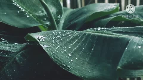 the sound of the rain on tree