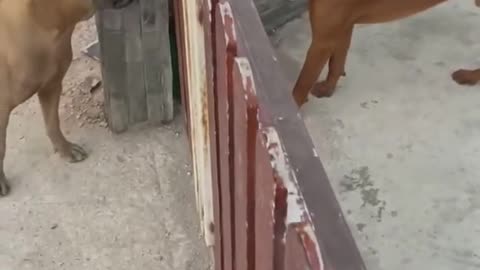 Cute dog real fight
