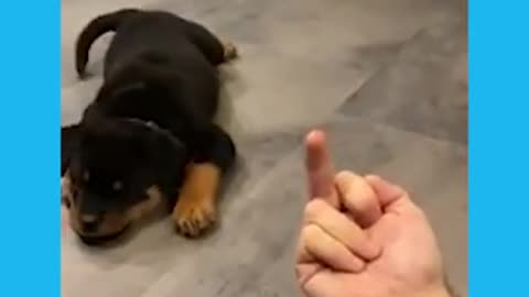 Funny Dogs