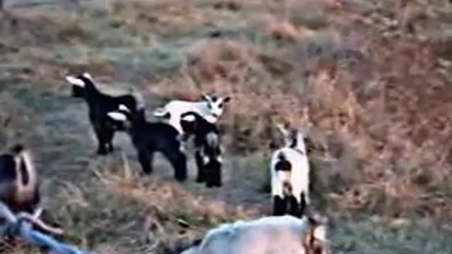 Oh those baby goats