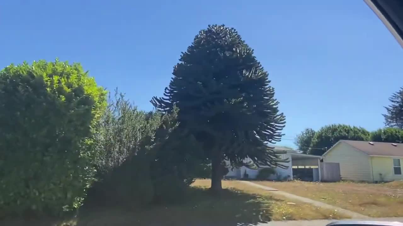 Super thick Monkey Puzzle tree.