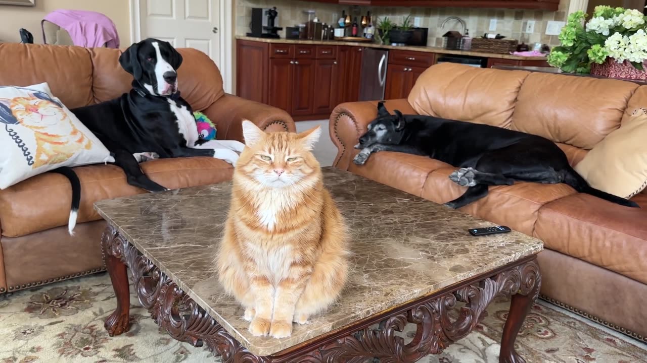 Funny Well Trained Cat Sits On Command & Poses Great Danes For Photo