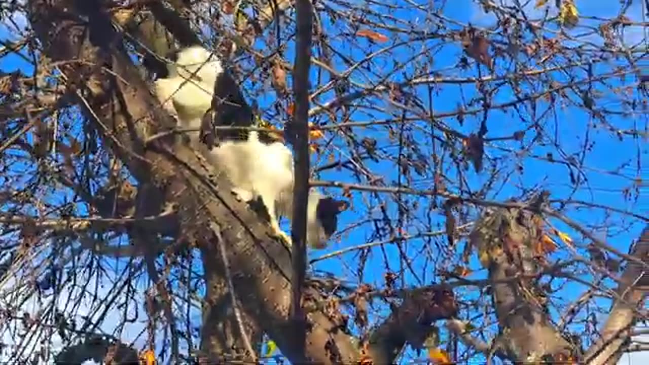 Cute stray cat walking on tree and fence.