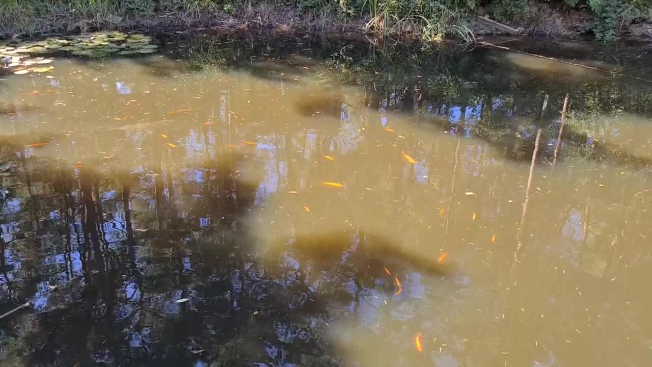 Hunt for Bugs #4 fish