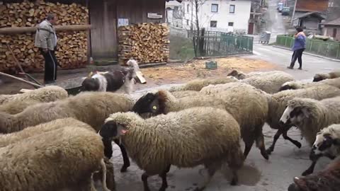 Rural Bulgaria - herd of sheep in the streets of Dobarsko village