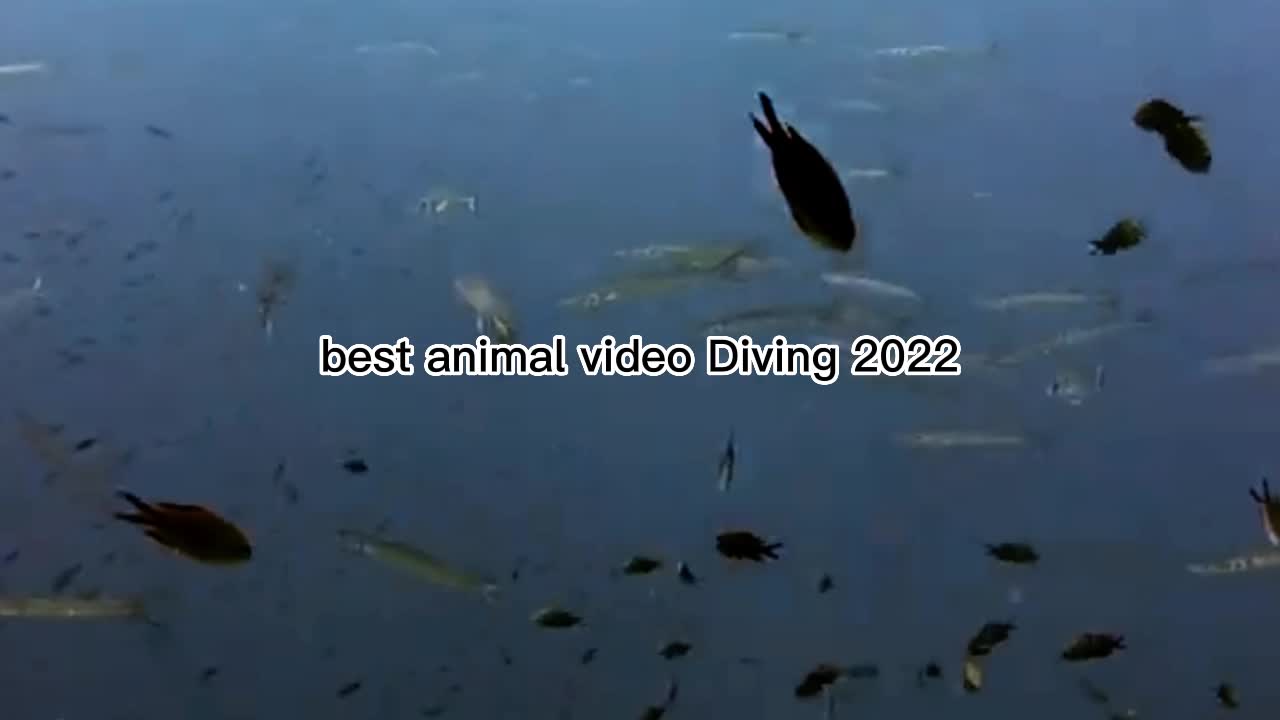 best animal video Diving 2022