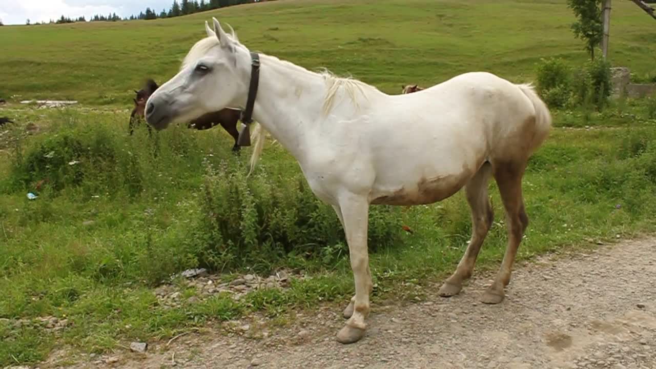 White horse video stock footage