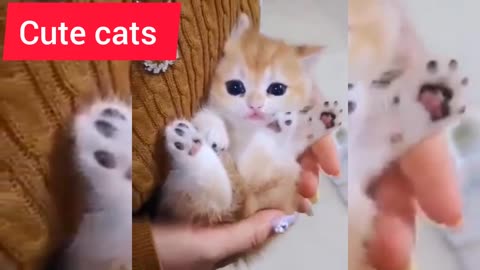 Cute cat shorts video