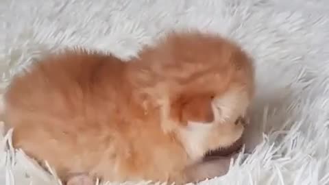 Cute Kitten Meowing