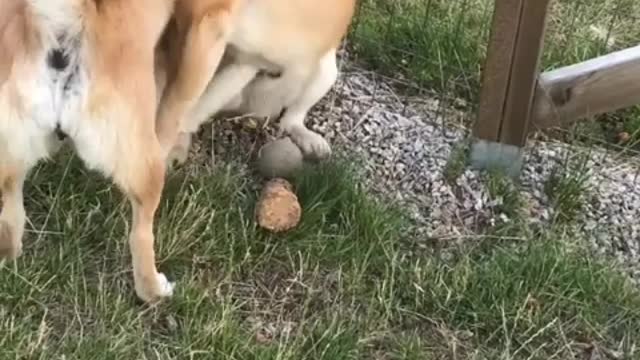 I especially like talking with dogs