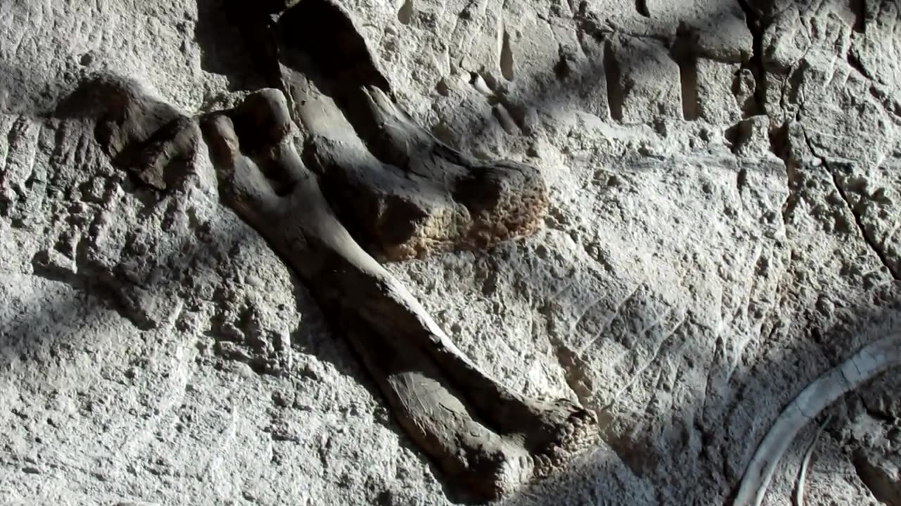 Quarry Fossils, Dinosaur Exhibit Hall