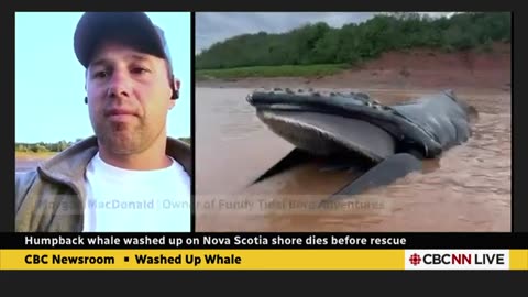 Humpback whale washes up on Nova Scotian shore, dies before rescue Canada Tonight CBC News