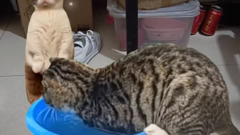 Cat funny video