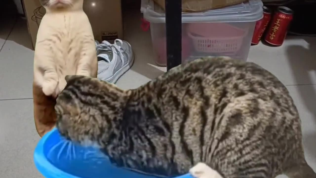 Cat funny video