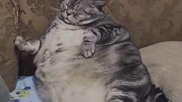 Fattest Cats in the World