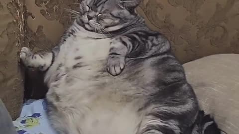 Fattest Cats in the World