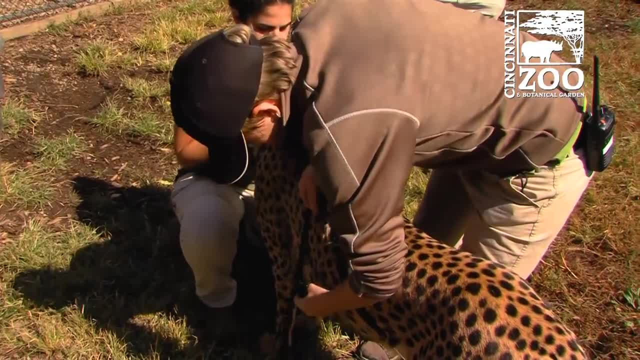 GoPro View of Cheetah Run - Cincinnati Zoo