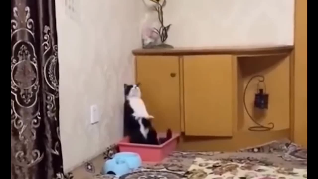 Funny videos of cat's and dogs and other animals