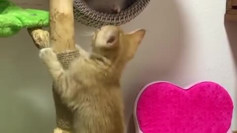 Cat funny