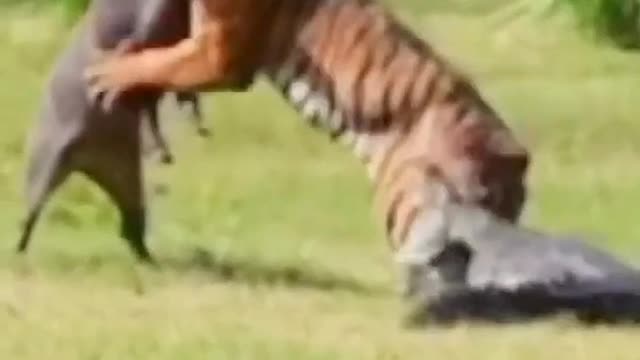 Fazendo o que Se Pode...