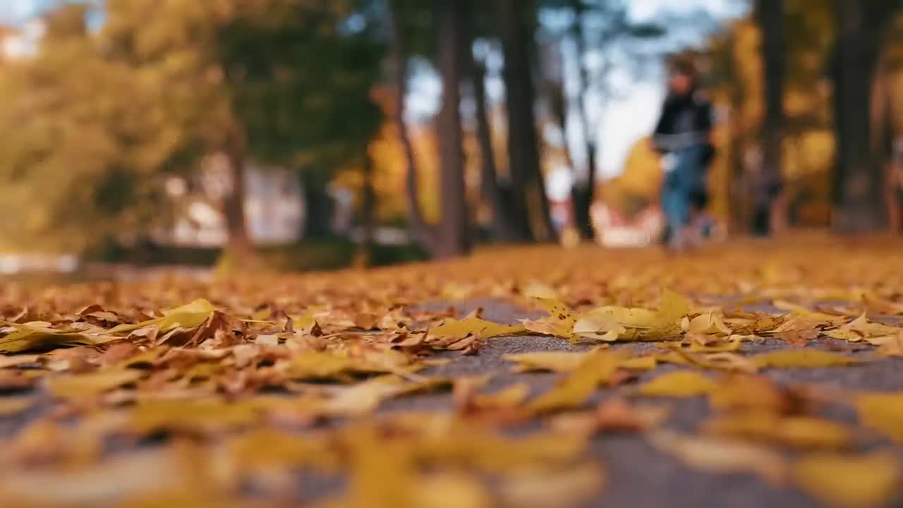 Enchanting Autumn Forests with Beautiful Piano Music