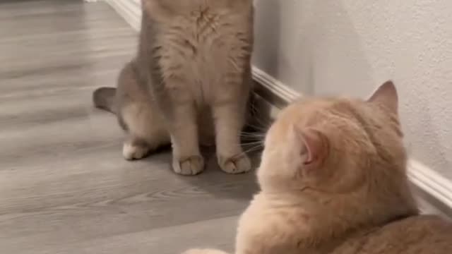 Cat video