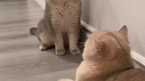 Cat video