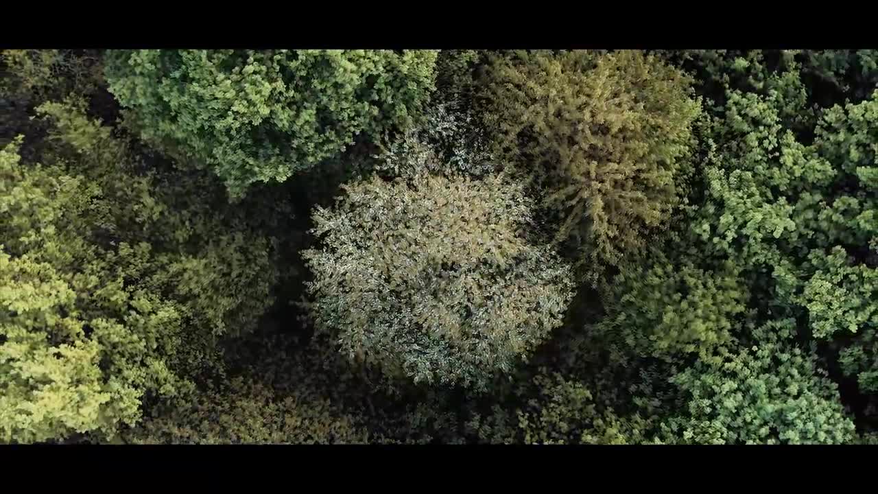 The Forest _ Cinematic Drone Footage_3