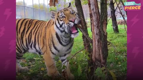 A Year In The Life Of A Baby Tiger | The Dodo Little But Fierce