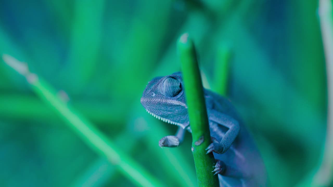 God's creation's - chameleon.mp4