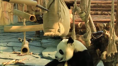 panda