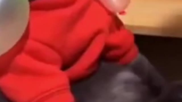 Best cute & funny cat video