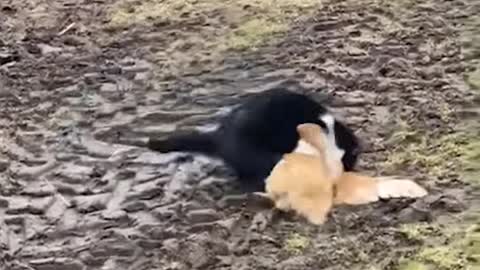 Cat vs chicken