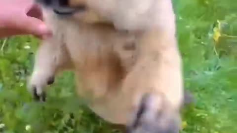 marmot compilation __ Cute 😍😍 #shorts