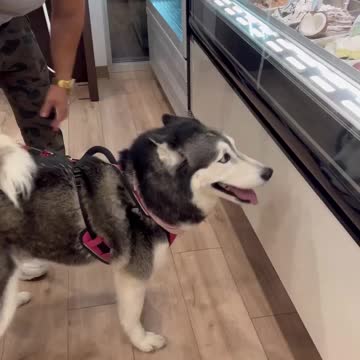 Ice cream 😂😅🤣🤣🤣