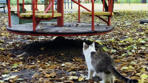 Cat looks on the carousel on playground