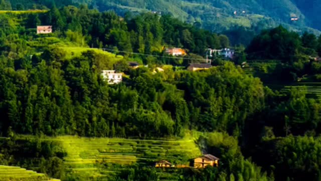 Mountain jungle