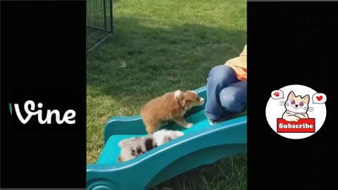 Best Funny Animal Videos Of The 2023 🤣 - Funniest Cats And Dogs Videos 😺😍😂🐶 Funny cat & dog videos 😍