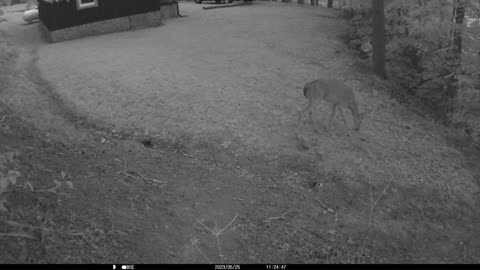 Button buck in the yard 5-26-2023