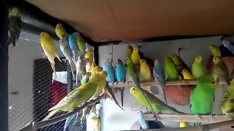 BudgiesParrotscolonymakesbetterbenefitthancagesp4