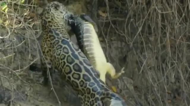 The leopard