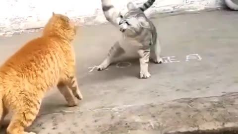 EPIC CAT FIGHTS | REAL SOUND | BEST OF 2023 shorts