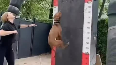 Pit Bull High Jumper