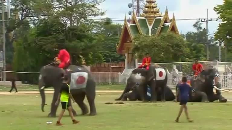 Thai elephants kick off World Cup craze