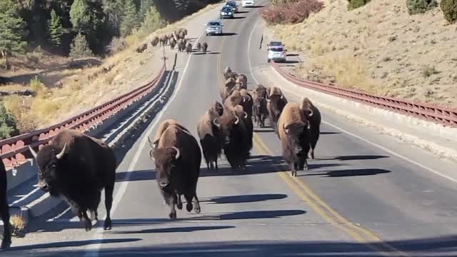 Couple Returning to Car Surprised by Bison Herd in Yellowstone