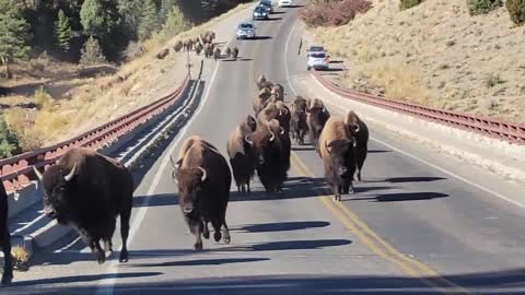 Couple Returning to Car Surprised by Bison Herd in Yellowstone