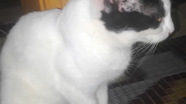 Funny cute cat Shorts