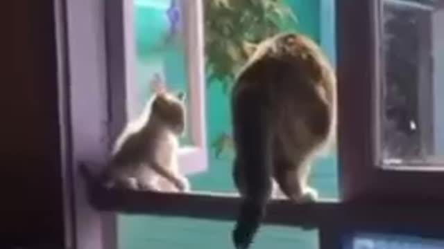 Cutest Scardey Cats Jumping In Air